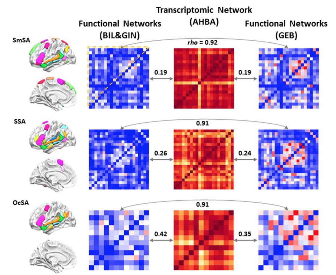 Functional and transcriptomic networks